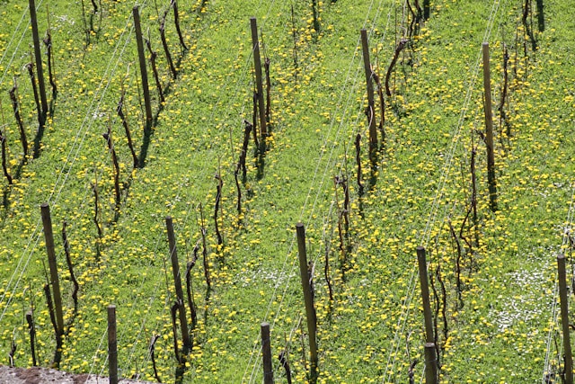 région production vins effervescents belges